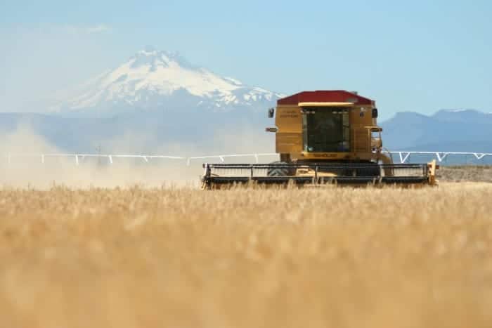 Barley being harvested at Mecca Grade Estate Malt, Mount Jefferson in the background. Photo courtesy of Mecca Grade Estate Malt