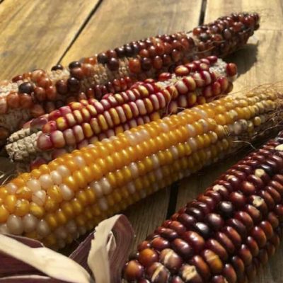 Buffalo Trace 2020 corn