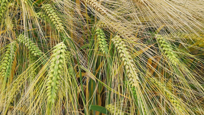 Greener Barley
